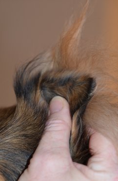 Collie ører - klipning